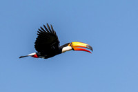 Edit-Pantanal-Brazil-Photo-Tour-0518-LG-high fidelity v3-4x