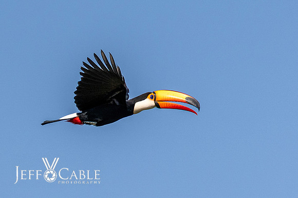 Edit-Pantanal-Brazil-Photo-Tour-0518-LG-high fidelity v3-4x