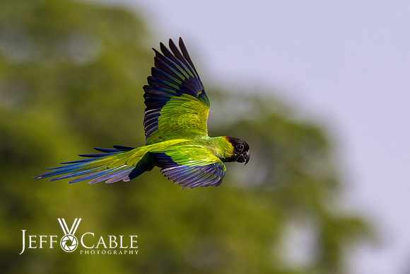 Edit-Pantanal-Brazil-Photo-Tour-1018
