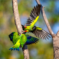Edit-Pantanal-Brazil-Photo-Tour-0833