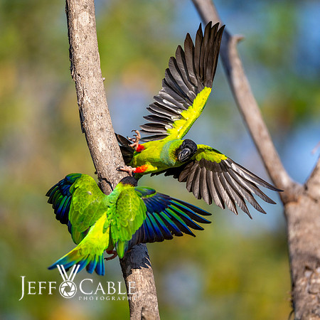 Edit-Pantanal-Brazil-Photo-Tour-0833
