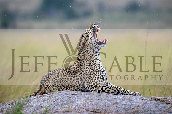 Edit-Tanzania-Migration-Tour-02702-crop