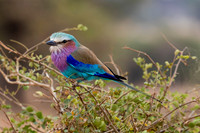 Edit-Tanzania-Migration-Tour-00445