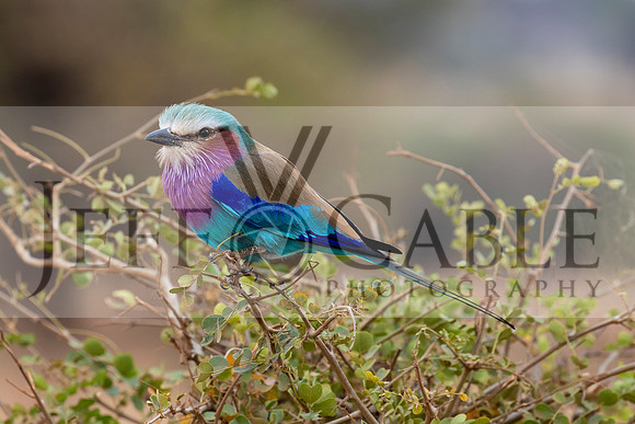 Edit-Tanzania-Migration-Tour-00445
