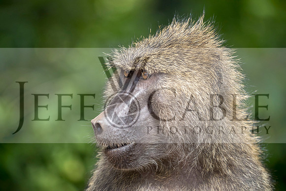 Edit-Tanzania-Safari3-1612