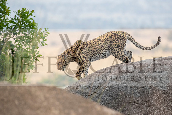 Edit-Tanzania-Migration-Tour-01549-crop