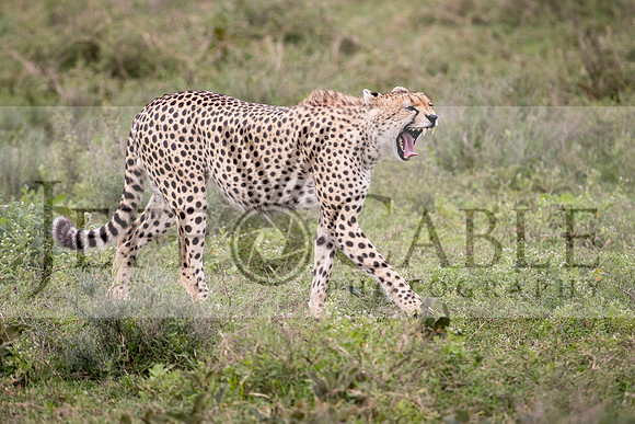 Edit-Tanzania-Safari3-2891