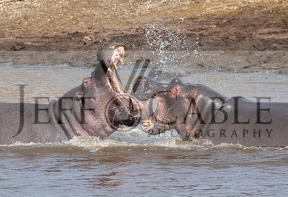 Edit-Tanzania-Migration-Tour-03027-crop