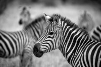 Edit-Tanzania-Migration-Tour-00461-BW