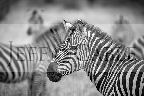Edit-Tanzania-Migration-Tour-00461-BW