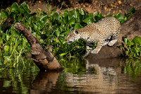Edit-Pantanal-Brazil-Photo-Tour-1678