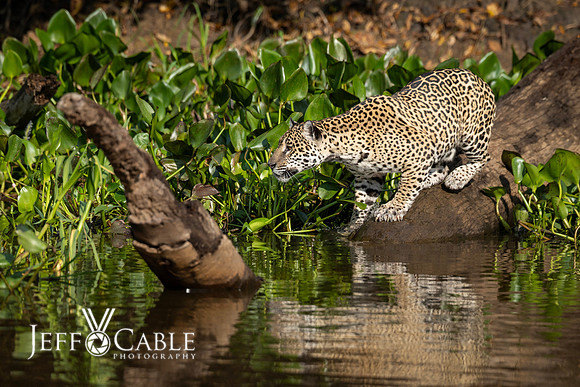 Edit-Pantanal-Brazil-Photo-Tour-1678