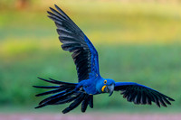 Edit-Pantanal-Brazil-Photo-Tour-0324