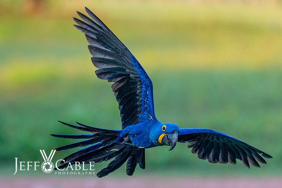 Edit-Pantanal-Brazil-Photo-Tour-0324