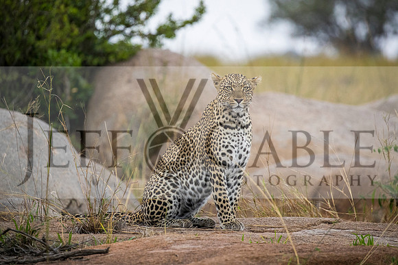 Edit-Tanzania-Migration-Tour-02775