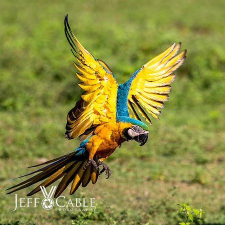 Edit-Pantanal-Brazil-Photo-Tour-0935