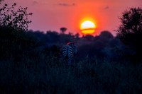 Edit-Tanzania-Migration-Tour-01011-mod