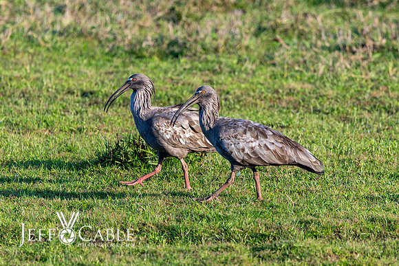 Edit-Pantanal-Brazil-Photo-Tour-0629