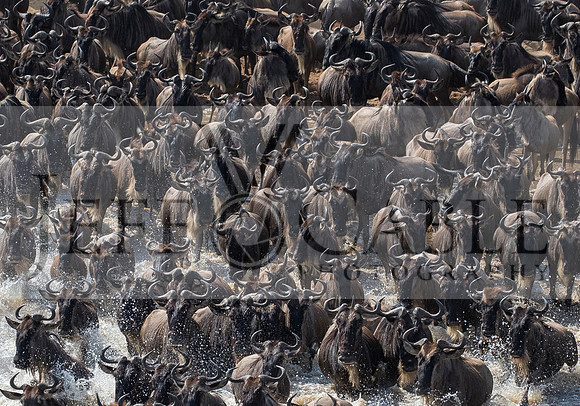 Edit-Tanzania-Migration-Tour-02201-crop