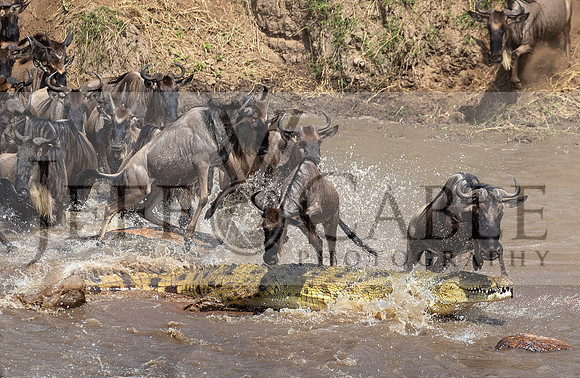Edit-Tanzania-Migration-Tour-03178-crop2