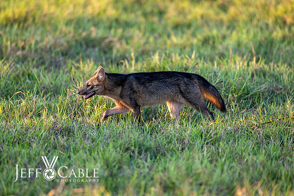 Edit-Pantanal-Brazil-Photo-Tour-0634