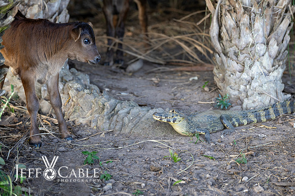 Edit-Pantanal-Brazil-Photo-Tour-0611
