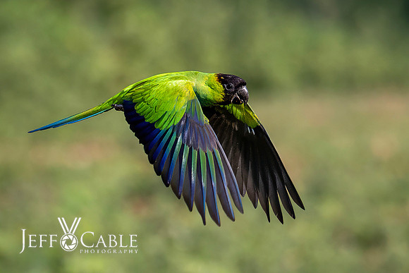 Edit-Pantanal-Brazil-Photo-Tour-0979-LG-high fidelity v3-4x