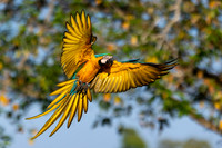 Edit-Pantanal-Brazil-Photo-Tour-0372