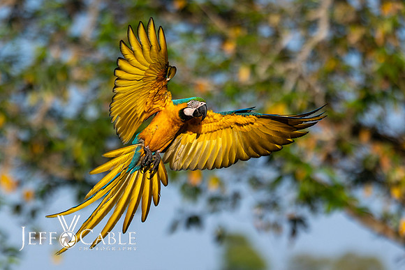 Edit-Pantanal-Brazil-Photo-Tour-0372