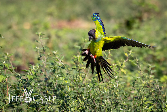 Edit-Pantanal-Brazil-Photo-Tour-1002