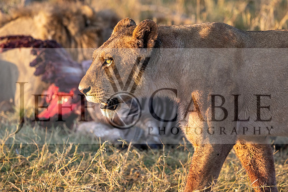 Edit-Botswana-2021-0695