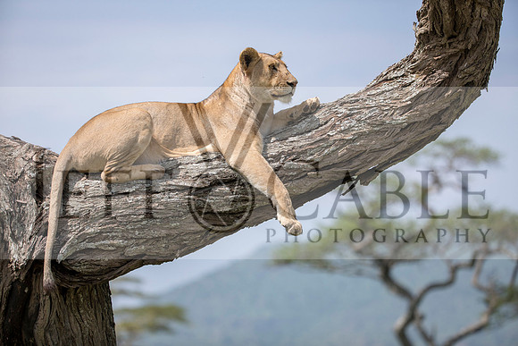 Edit-Tanzania-Safari3-3953