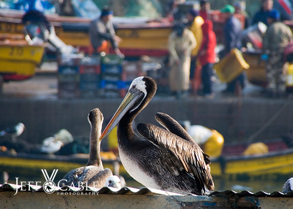 Nature Photography
