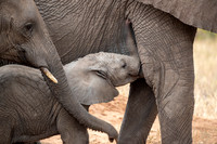 Edit-Tanzania-Migration-Tour-00587