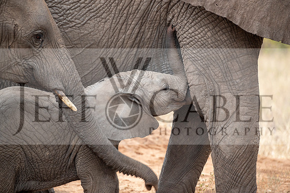Edit-Tanzania-Migration-Tour-00587