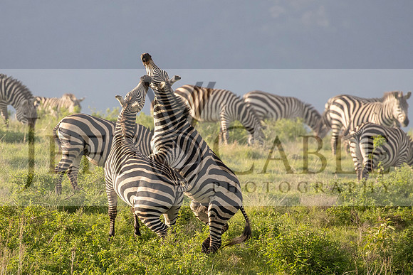Edit-Tanzania-Safari3-1693