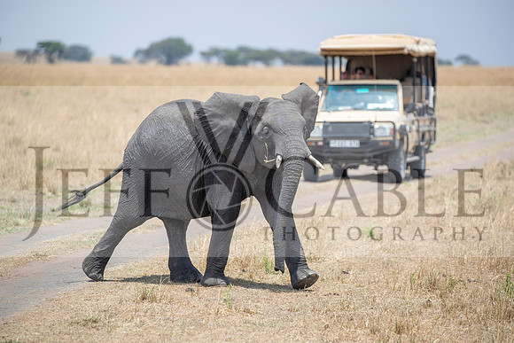 Edit-Tanzania-Migration-Tour-02091