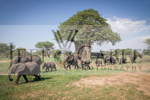 Edit-Tanzania-Safari4-0514