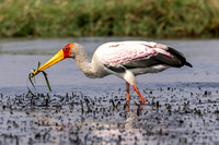 Edit-Botswana-2021-2538