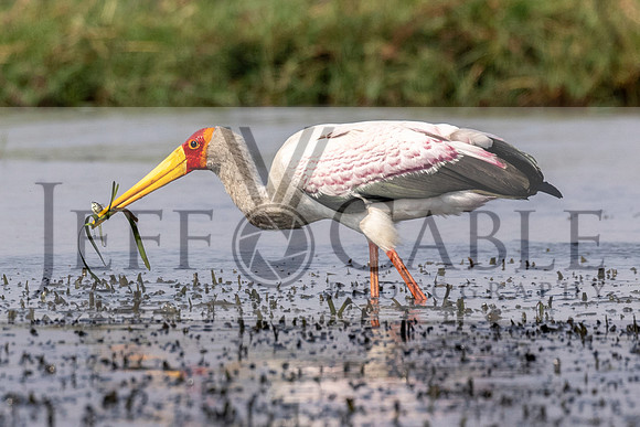 Edit-Botswana-2021-2538