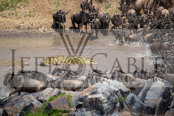 Edit-Tanzania-Migration-Tour-03166