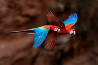 Edit-Pantanal-Brazil-Photo-Tour-1242