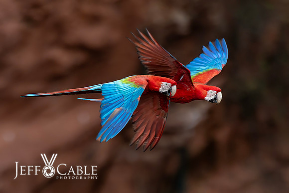 Edit-Pantanal-Brazil-Photo-Tour-1242