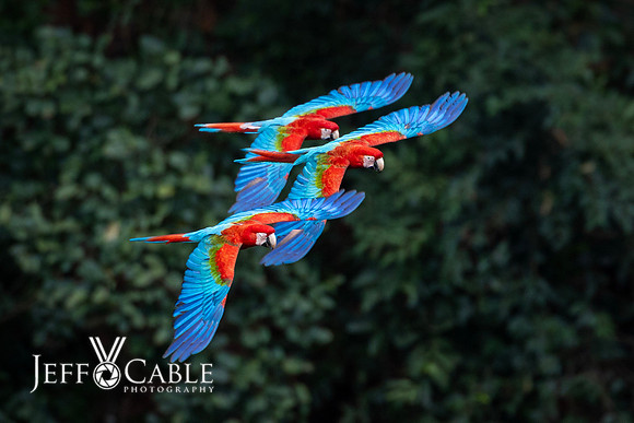 Edit-Pantanal-Brazil-Photo-Tour-1217