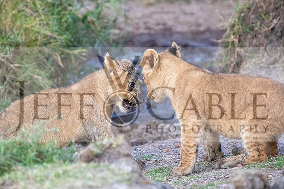 Edit-Tanzania-Migration-Tour-01664-crop