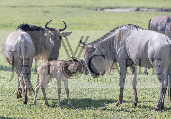 Edit-Tanzania-Safari3-1823