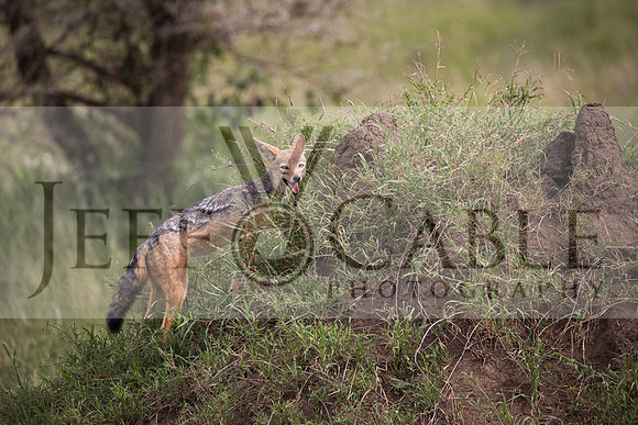 Edit-Tanzania-Safari3-3392