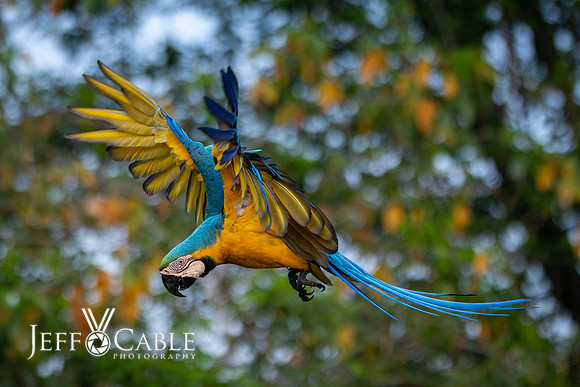 Edit-Pantanal-Brazil-Photo-Tour-0736