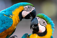 Edit-Pantanal-Brazil-Photo-Tour-0245