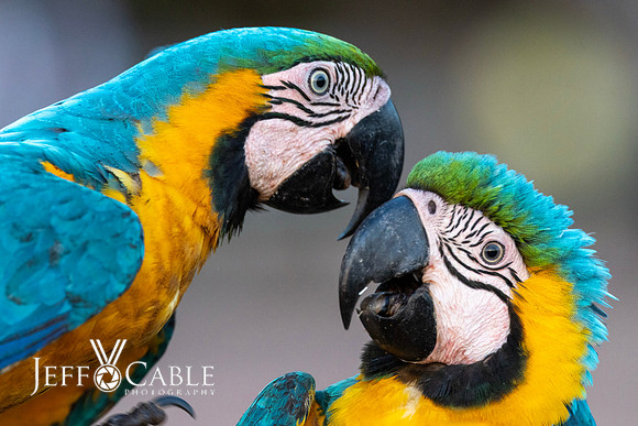 Edit-Pantanal-Brazil-Photo-Tour-0245